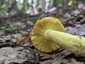 Aranyos galambgomba (Russula aurea), Mátra